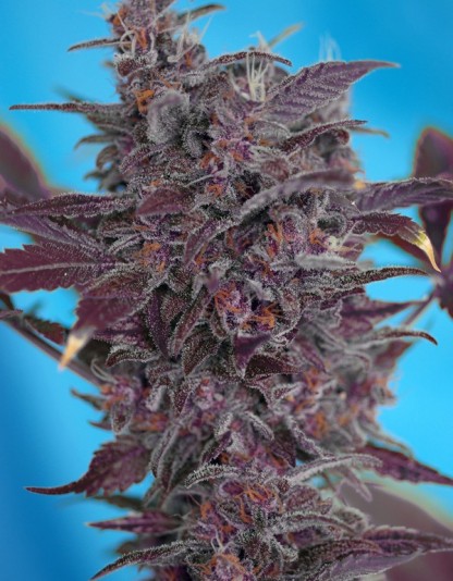 Black Cream Auto Black Cream Auto