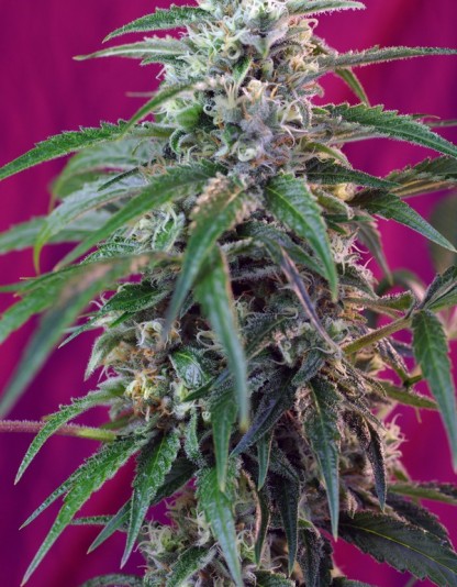Green Poison Auto Green Poison Auto