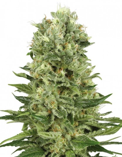 Skunk Automatic Skunk Automatic