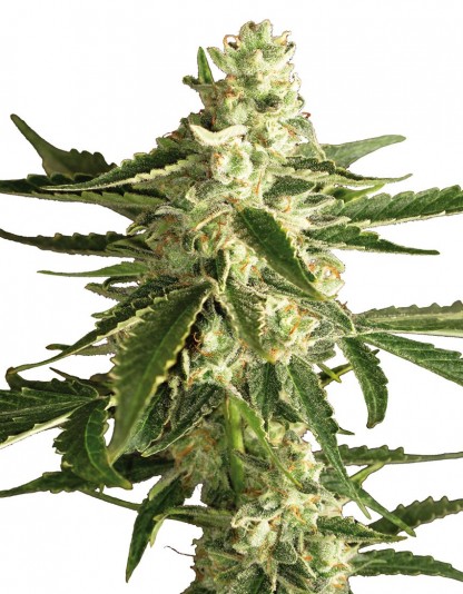White Diesel Haze Automatic White Diesel Haze Automatic