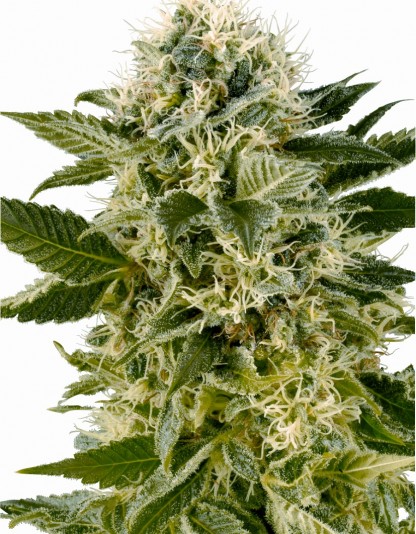 Northern Lights Northern Lights