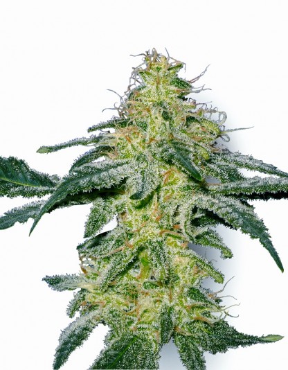 White Skunk White Skunk