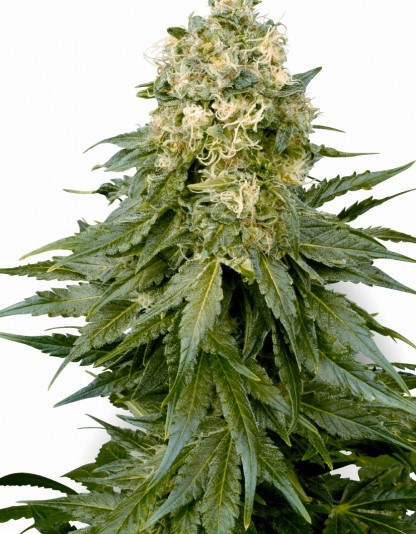White Widow White Widow
