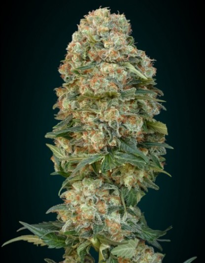 Afghan Skunk Afghan Skunk