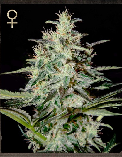 White Lemon White Lemon
