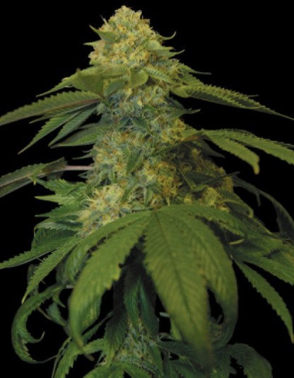 Holy Grail Kush Holy Grail Kush