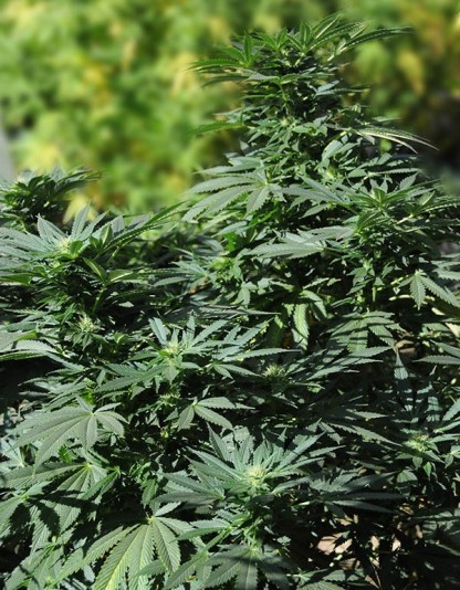 Bubba Kush 2.0 Bubba Kush 2.0