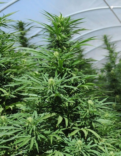 Green Crack Green Crack