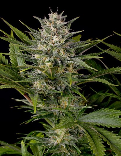 Pineapple Skunk Pineapple Skunk