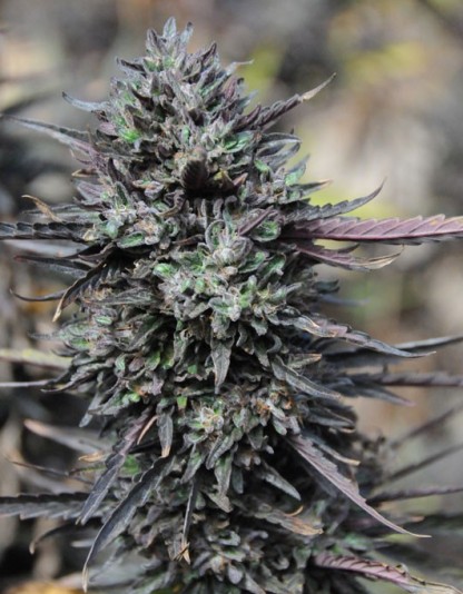 Purple Trainwreck Purple Trainwreck