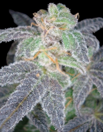 Purple Og 18 Purple Og 18