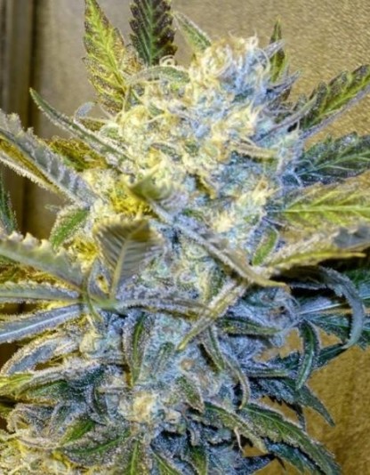 Blue Mystic Auto Blue Mystic Auto