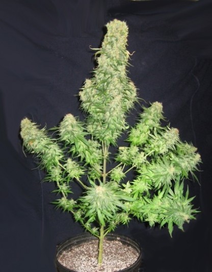 Ak-48 Ak-48