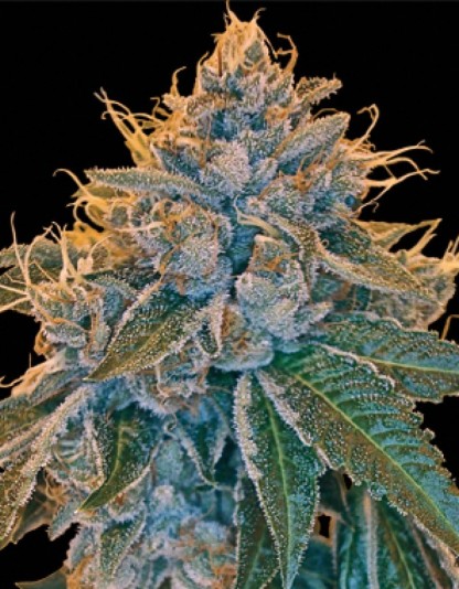 Kosher Kush Kosher Kush