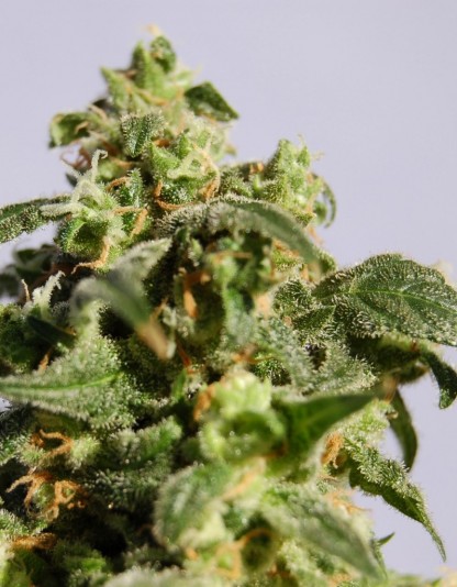 Skunk + Skunk +