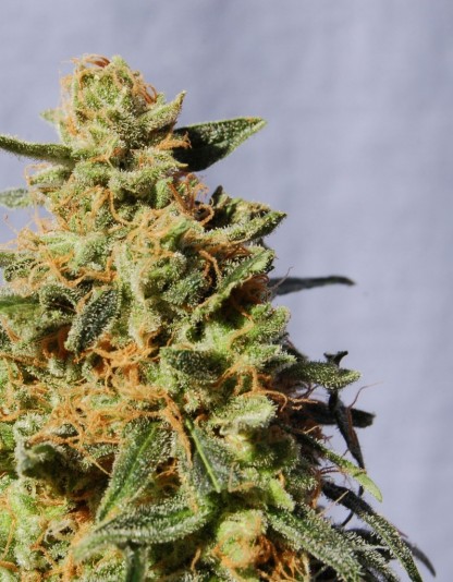 White Domina White Domina
