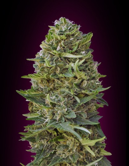 Caramel Kush Caramel Kush