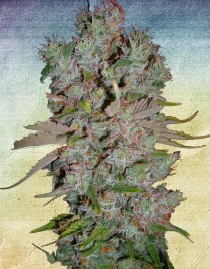 Auto Blueberry Domina Auto Blueberry Domina