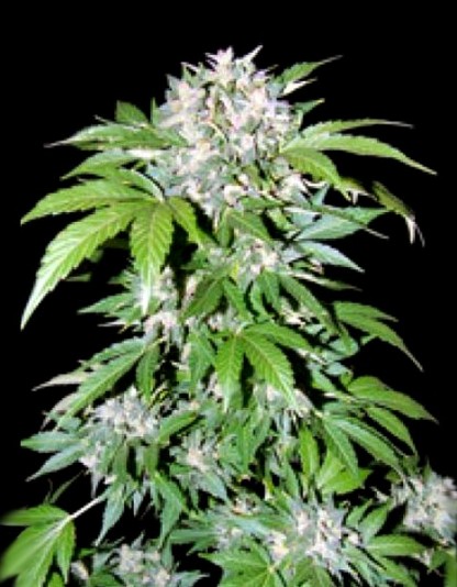 Auto AK47 Auto AK47