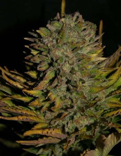 Auto Cheese Auto Cheese