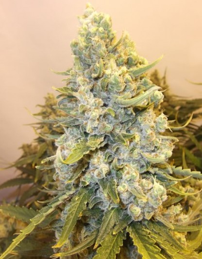 Auto Haze Auto Haze