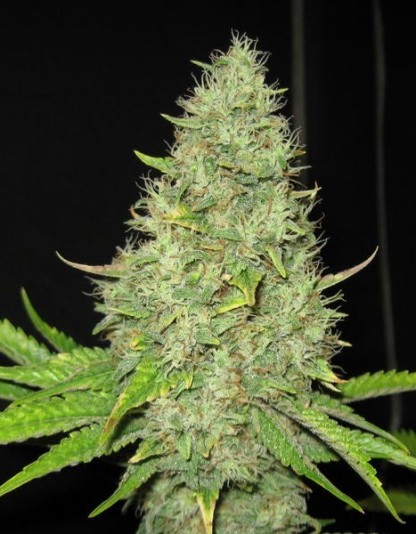Auto Jack Herer Auto Jack Herer