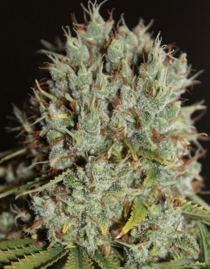 Auto Northern Light Auto Northern Light