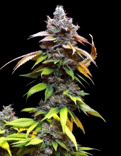 Auto Purple NL Auto Purple NL