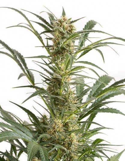Amnesia XXL Auto - Dinafem Amnesia XXL Auto - Dinafem