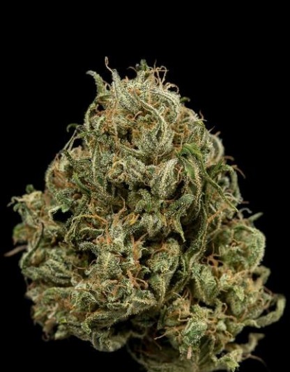 Cheese XXL Autoflowering NEW Cheese XXL Autoflowering NEW