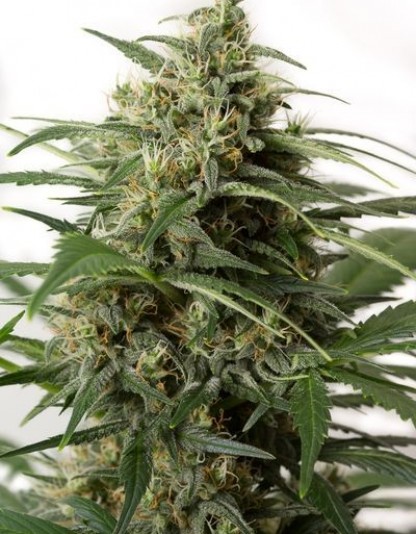 Moby Dick XXL Auto Moby Dick XXL Auto