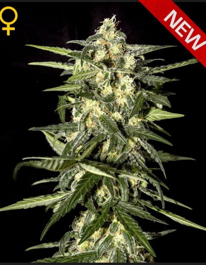 Jack Herer Auto Jack Herer Auto