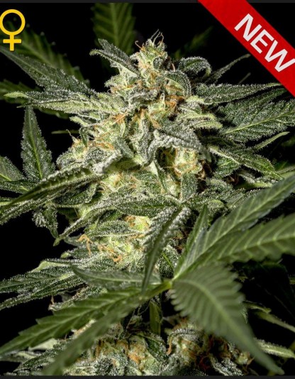 White Widow Autoflowering NEW White Widow Autoflowering NEW
