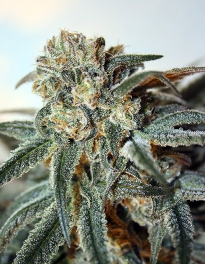 Zombie Kush Zombie Kush