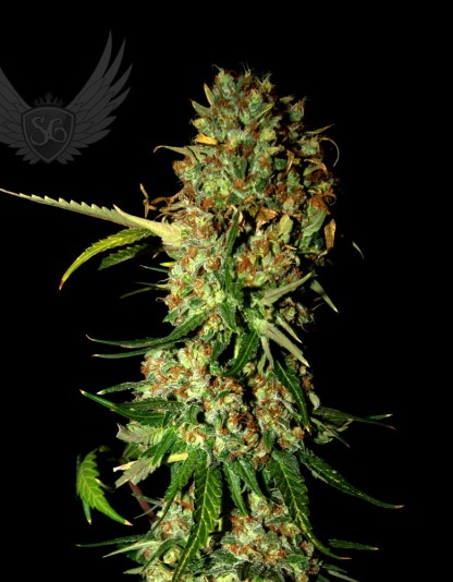 AK 470 Auto AK 470 Auto