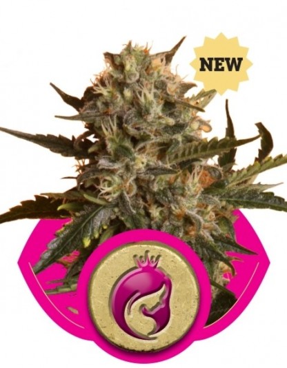 Mother Gorilla Mother Gorilla