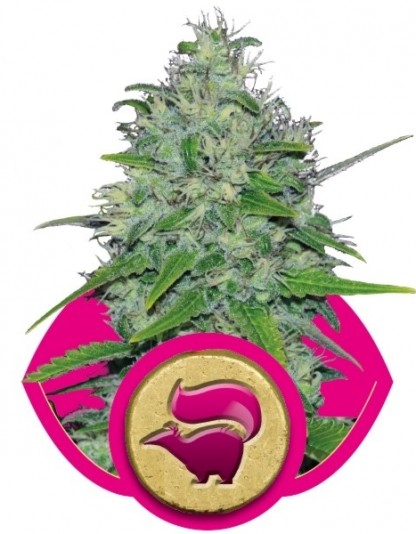 Skunk XL NEW Skunk XL NEW