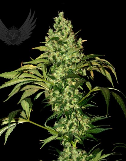 BigMazar Auto BigMazar Auto