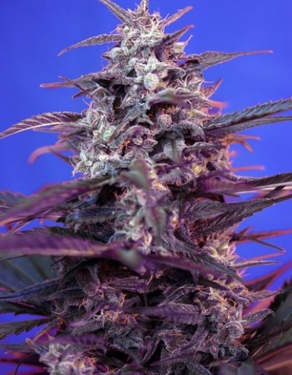 Bloody Skunk Auto Bloody Skunk Auto