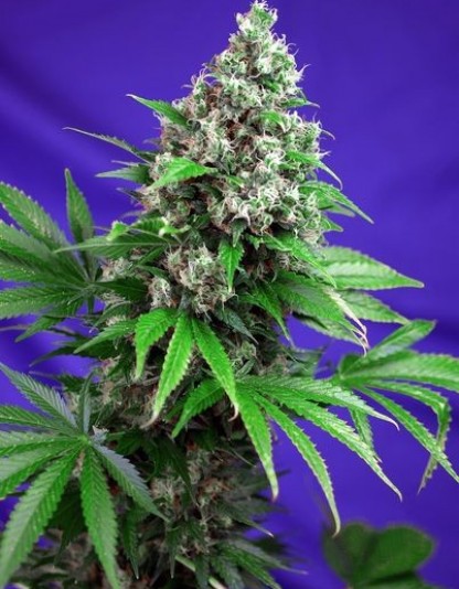 Killer Kush Fast Version Killer Kush Fast Version