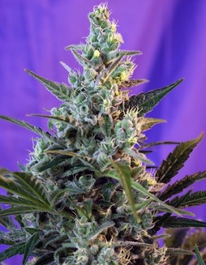 Sweet Skunk Fast Version Sweet Skunk Fast Version