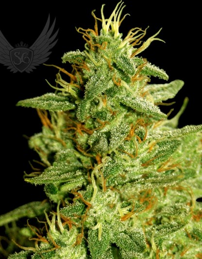 Critical Plant Auto Critical Plant Auto