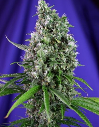 Sweet Trainwreck Auto Sweet Trainwreck Auto