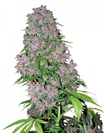Purple Bud Purple Bud