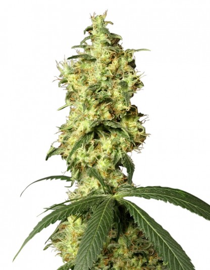 White Widow Automatic White Widow Automatic