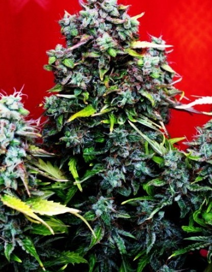 Sweet Afghani Delicious Auto Sweet Afghani Delicious Auto