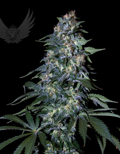 Northern XXL Auto Northern XXL Auto