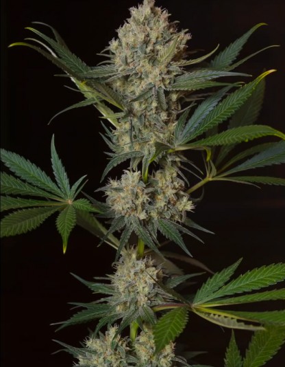 Skunk NL5 Skunk NL5