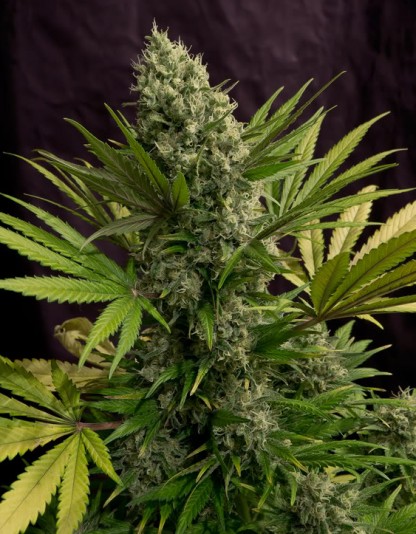 White Rhino 47 White Rhino 47