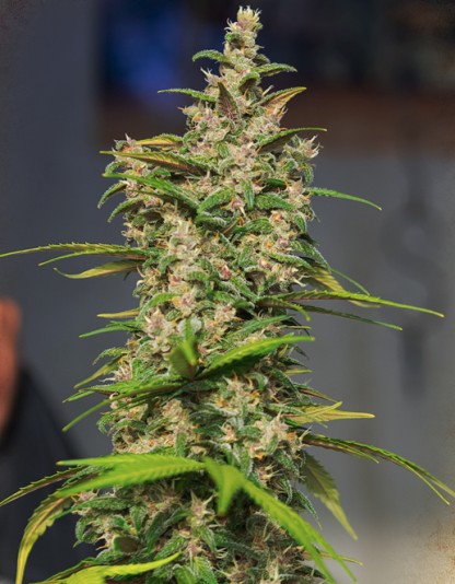 Auto Jack Diesel Auto Jack Diesel